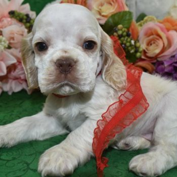 AKC Reputable License American Cocker Spaniel Breeders in Colorado