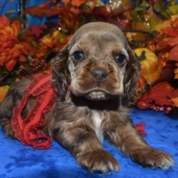 AKC Reputable License Breeders in Colorado