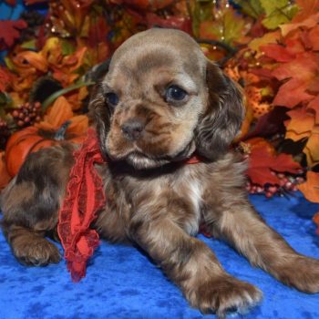 AKC chocolate sable Merle American cocker spaniel puppies for sale in Colorado