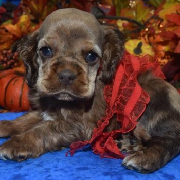 AKC-Trace-chocolate-sable-merle-American-cocker-spaniel-puppy6.3