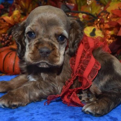 AKC-Trace-chocolate-sable-merle-American-cocker-spaniel-puppy6.3