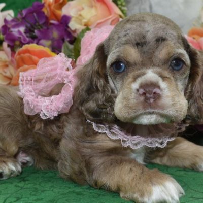 AKC registered American Cocker Spaniel puppies available. Beautiful chocolate tan merle coats with striking blue eyes. These puppies are well-socialized, loving, and raised in a family environment. They have sweet temperaments and stunning markings that make each one truly unique.