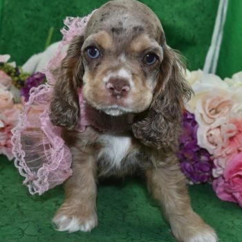 AKC-Willow-chocolate-tan-merle-blue-eyes-American-cocker-spaniel-puppy7.1