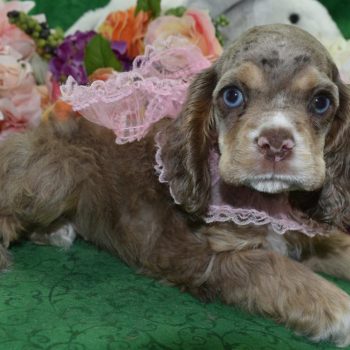 AKC chocolate tan merle blue eyes American cocker spaniel puppies for sale in Colorado.