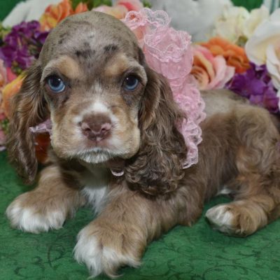 AKC chocolate tan merle blue eyes American cocker spaniel puppies for sale.