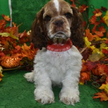 AKC-Winston-chocolate-sable-parti-American-cocker-spaniel-puppy9.1 AKC chocolate sable Parti American cocker spaniel puppies for sale in Colorado.