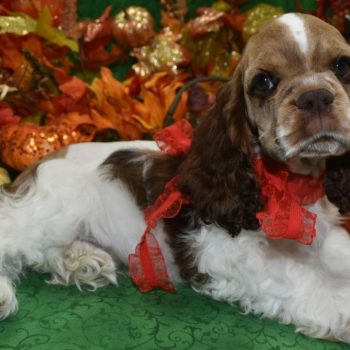 AKC-Winston-chocolate-sable-parti-American-cocker-spaniel-puppy9.3 AKC chocolate sable Parti American cocker spaniel puppies for sale