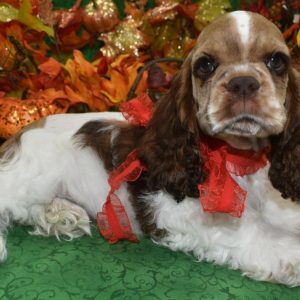 AKC chocolate sable Parti American cocker spaniel puppies for sale.