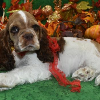 AKC-Winston-chocolate-sable-parti-American-cocker-spaniel-puppy9.6 AKC-Winston-chocolate-sable-parti-American-cocker-spaniel-puppy9.6