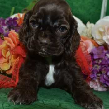 AKC Reputable License American Cocker Spaniel Breeders in Colorado