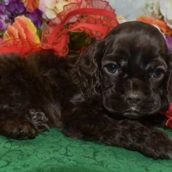 AKC-Wrigley-chocolate-white-markings-American-cocker-spaniel-puppy5.3