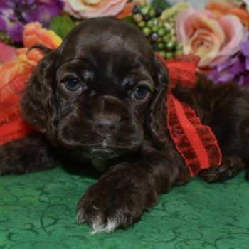 AKC chocolate white chin/chest/paws American cocker spaniel puppies for sale near me.