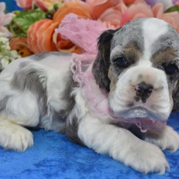 AKC-Zoey-blue-tan-Parti-Merle-American-Cocker-Spaniel-Puppy4.3
