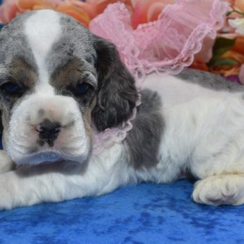 AKC American cocker spaniel puppies for sale.