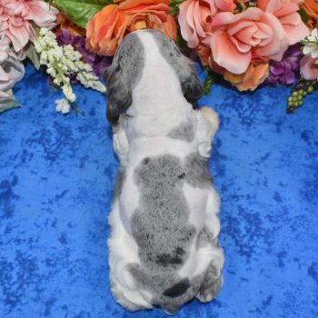 AKC-Zoey-blue-tan-Parti-Merle-American-Cocker-Spaniel-Puppy4.5