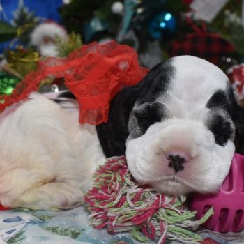AKC black and cream American cocker spaniel puppies for sale near me.
