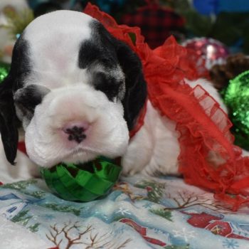 AKC black and cream Parti American cocker spaniel puppies for sale near Colorado Springs, Colorado
