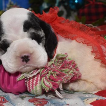 AKC-black-tan-Parti-American-cocker-spaniel-puppy3.3