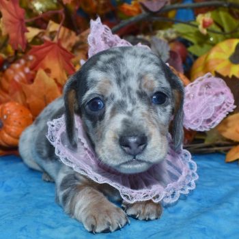 AKC blue tan cream dapple blue eyes smooth coat miniature dachshund puppies for sale near me.