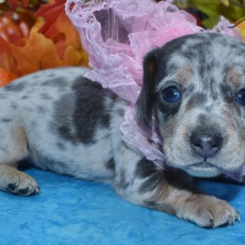 AKC blue tan cream dapple blue eyes smooth coat miniature dachshund puppies for sale in Colorado.
