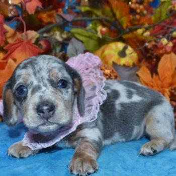 AKC blue tan cream dapple blue eyes smooth coat miniature dachshund puppies for sale.