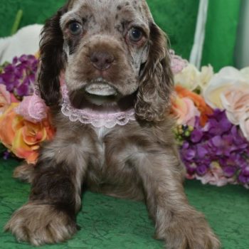 AKC chocolate tan Merle American cocker spaniel puppies for sale near Denver, Colorado