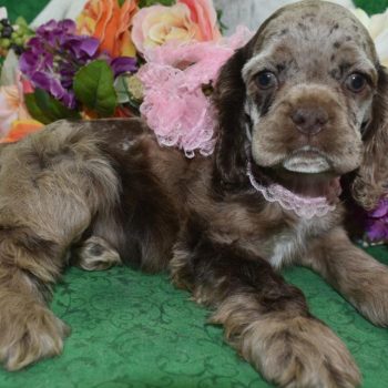 AKC-chocolate-merle-American-cocker-spaniel-puppy7.3