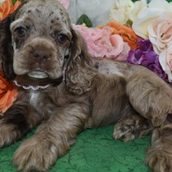 AKC-chocolate-merle-American-cocker-spaniel-puppy7.4