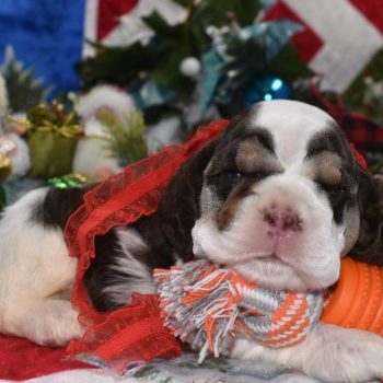 AKC Reputable Licensed American cocker spaniel Breeders near me.