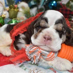 AKC chocolate tan Parti American cocker spaniel puppies for sale near me.