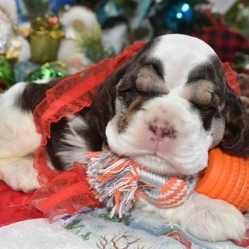 AKC chocolate tan Parti American cocker spaniel puppies for sale near me.