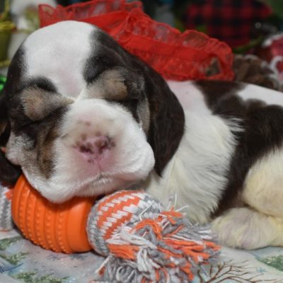 AKC Chocolate Tan Parti Merle American Cocker Spaniel Puppies: We have adorable, healthy AKC Chocolate Tan Parti Merle American Cocker Spaniel puppies available. These puppies come from champion bloodlines and are full AKC registered with awesome pedigrees. We are accepting deposits now, and the deposit amount is $500.00. If you are interested, please email us at mary@maryscockerhaven.com or call us at (719) 306-8118.