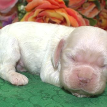 AKC cream buff American cocker spaniel puppies for sale near me.