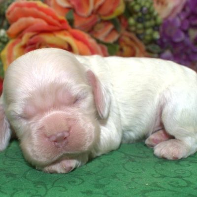 AKC-cream-buff-American-cocker-spaniel-puppy1.4