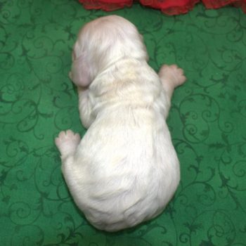 AKC American cocker spaniel puppies for sale in Colorado.