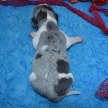 blue tan piebald dapple miniature dachshund puppies for sale