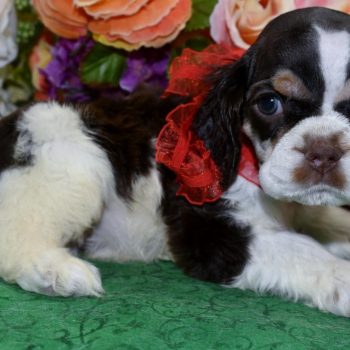 Looking for a male chocolate Tan Irish Parti American cocker spaniel puppy near me