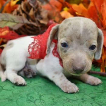 AKC chocolate and tan piebald dapple blue eyes smooth coat miniature dachshund puppies for sale near me.