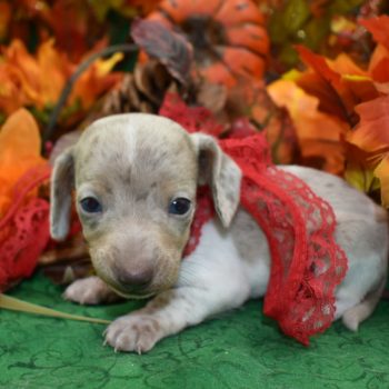 AKC Miniature Dachshund puppies for sale in Colorado.