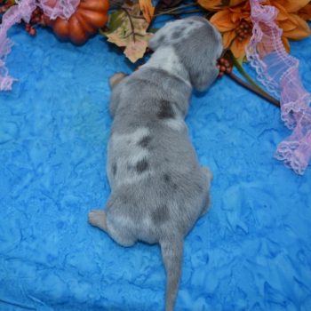 Blue and Cream dapple smooth coat miniature dachshund puppies for sale.