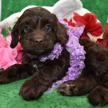 female chocolate cockapoo puppies for sale