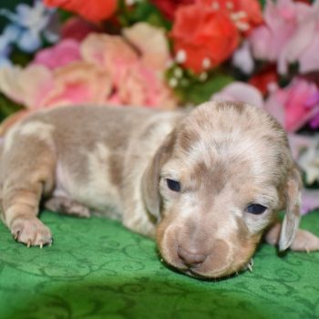 isabelle tan dapple miniature dachshund puppies