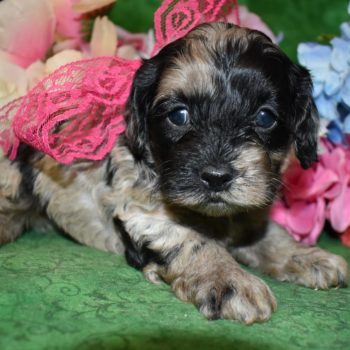 Female Blue Tan Merle Cockapoo Puppies for sale