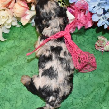 Blue Tan Merle Cockapoo Puppies for sale