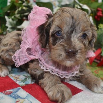 chocolate tan merle cockapoo puppies for sale