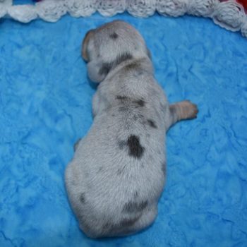 blue tan cream miniature dachshund puppies for sale in Colorado