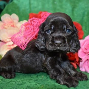 AKC Female Chocolate Cocker Spaniel Puppies for Sale in Colorado