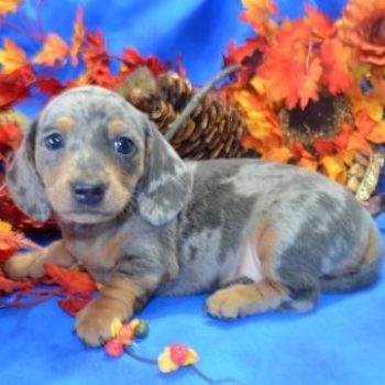 AKC miniature dachshunds puppies available