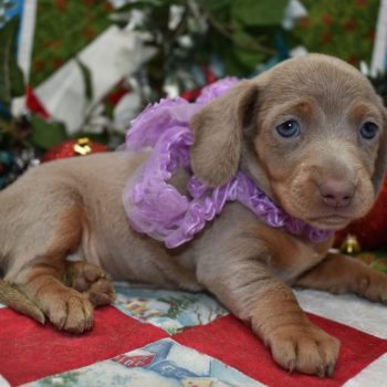 Isabelle and tan smooth coat miniature dachshund puppies for sale.