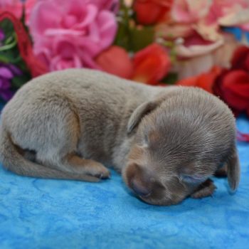 AKC male isabelle tan longhair miniature dachshund puppy for sale in Colorado